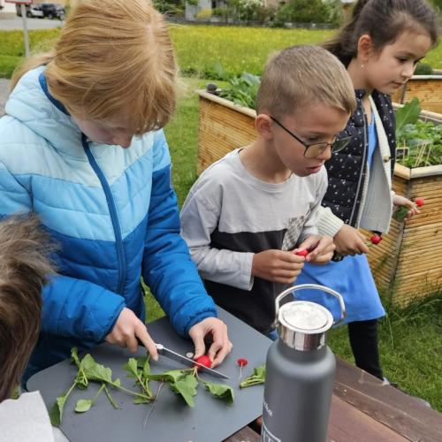Schüler schneiden Radischen