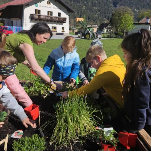 5 Schüler pflanzen Erdbeeren mit der Lehrerin in  das Hochbeet 