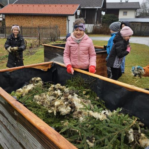 Schüler geben Schafwolle in die Hochbeete 