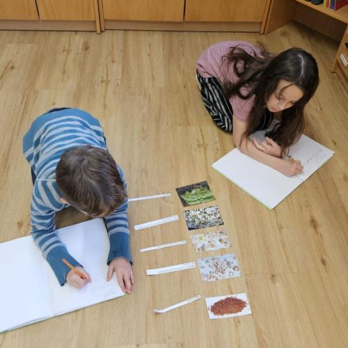 Entwicklung vm Samen zur Pflanze Bilder 