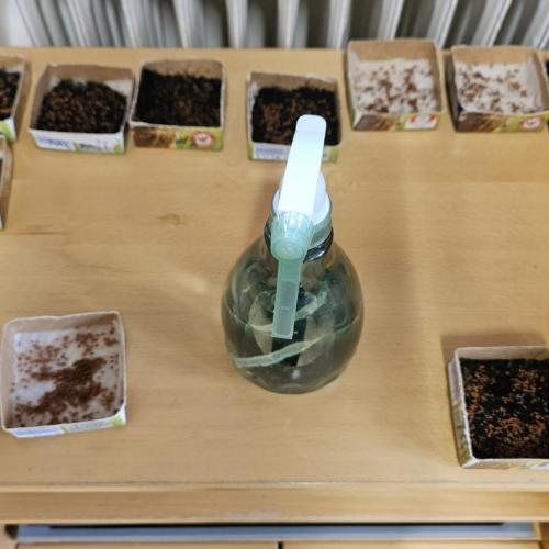 Becher mit Erde und Kressesamen 