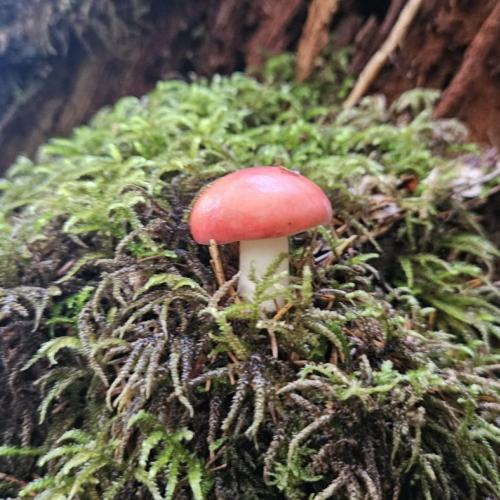 Ein kleiner roter Pilz im Moos