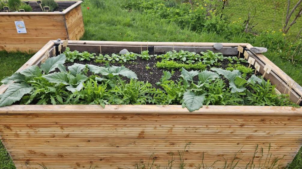 Hochbeet mit Rucola, Kresse, Radieschen und Kohlrabi