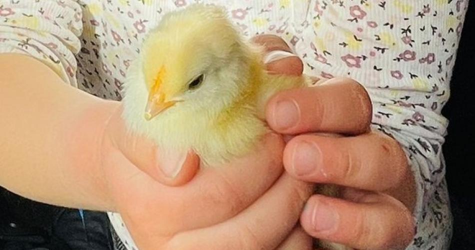 Eine Schülerin hält ein Küken